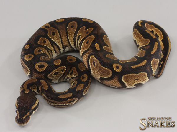 1.0 Black Head double het Lavender Piebald 2023