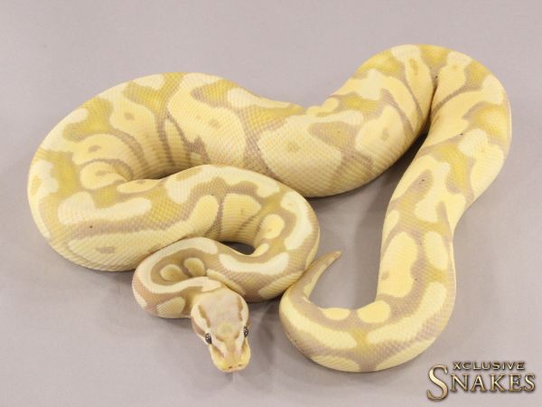 0.1 Pastel Banana Desert Ghost 2021 (1250g @4/2023)