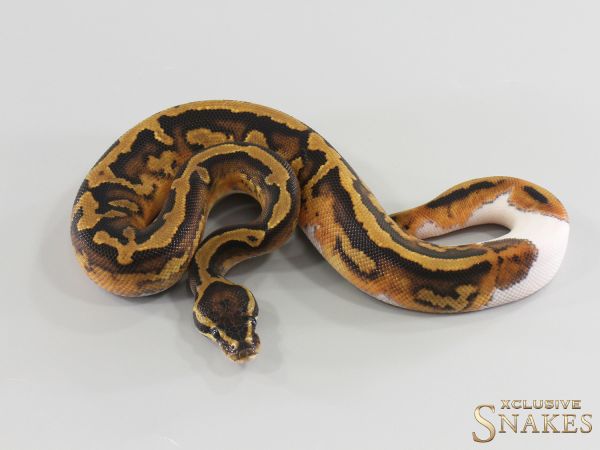 1.0 Piebald double het Lavender Clown 2026