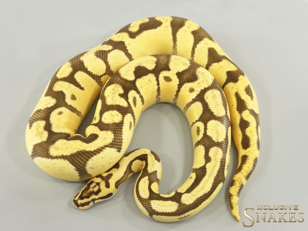 1.0 Enchi Firefly triple het Hypo Desert Ghost Clown 2023