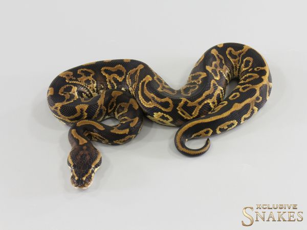 1.0 Leopard Trick double het Desert Ghost Clown 2026