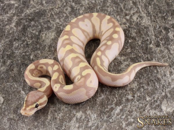 1.0 Pastel Banana Orange Dream het Piebald 50% het Axanthic 2022