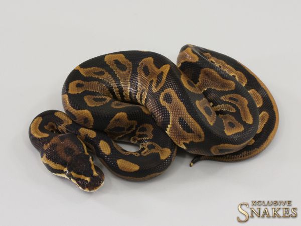 1.0 Leopard double het Sunset Clown 2023