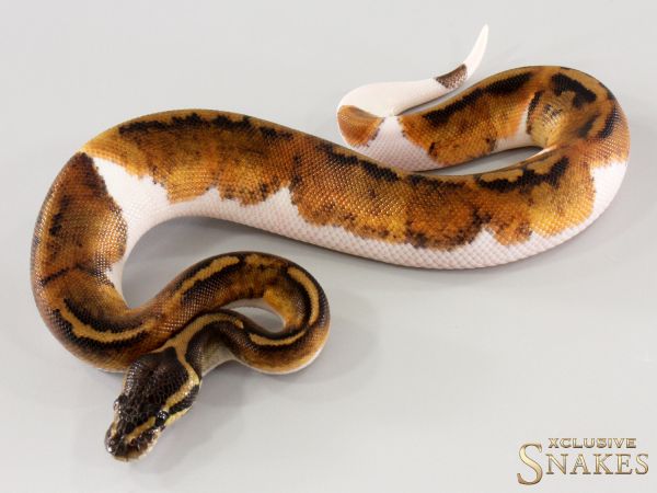 1.0 Copper Piebald 2025