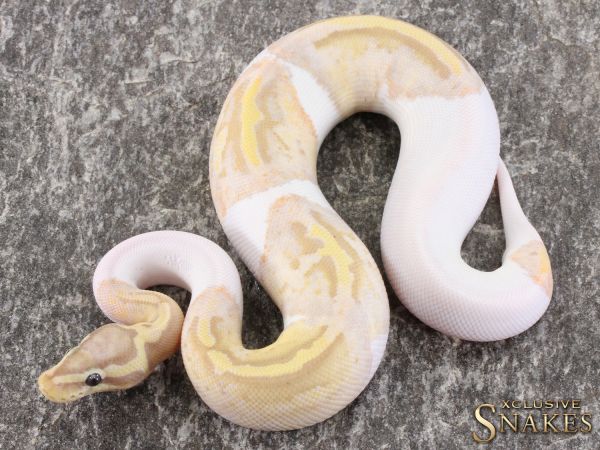 1.0 Pastel Banana Piebald (Female Maker) 2021