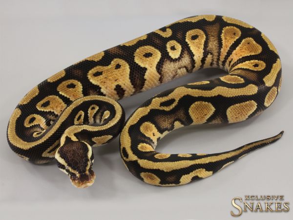 0.1 Pastel Copper double het Clown Piebald 2023