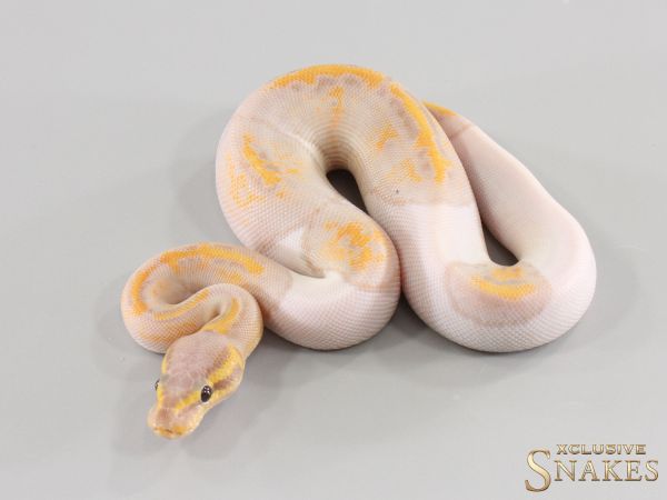 0.1 Copper Banana Piebald 2026