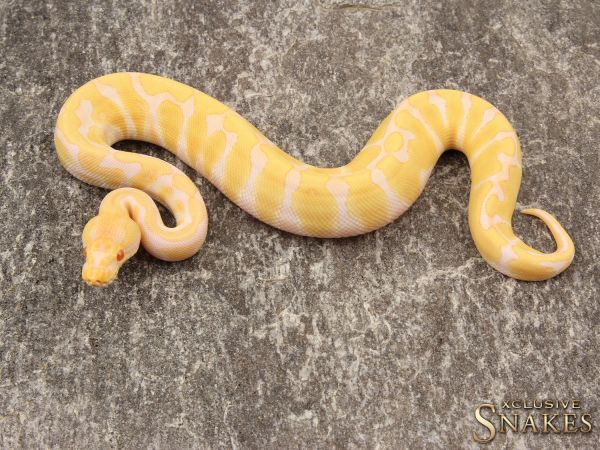 1.0 Enchi Albino 50% het Rainbow 2019