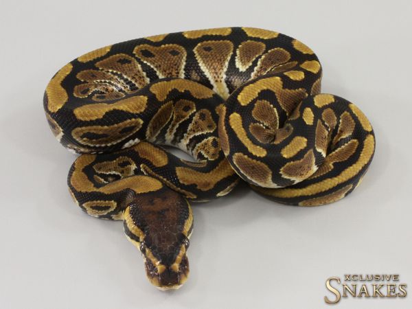 0.1 Triple het Hypo Desert Ghost Clown 2023