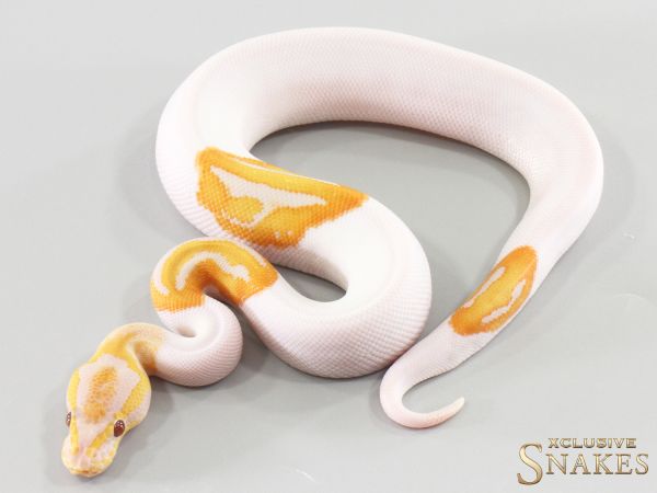 1.0 Confusion Dreamsicle 2026