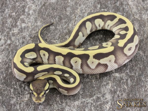 1.0 Mojave Desert Ghost het Piebald 2021