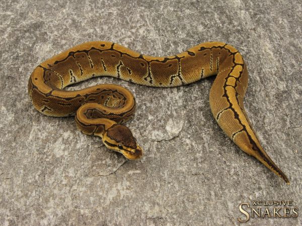 0.1 Pinstripe het Clown 2019