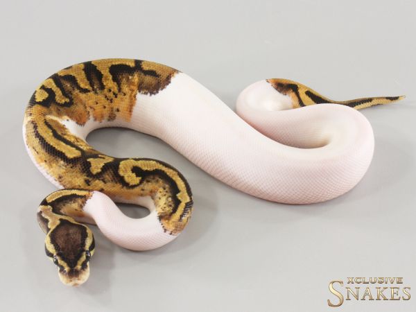 0.1 Pastel Piebald double het Hypo Desert Ghost 2025