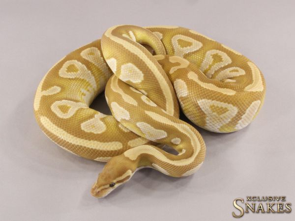 0.1 Mojave Ultramel 2016