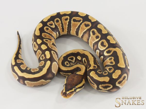 0.1 Gravel triple het Ultramel Clown Piebald 2025