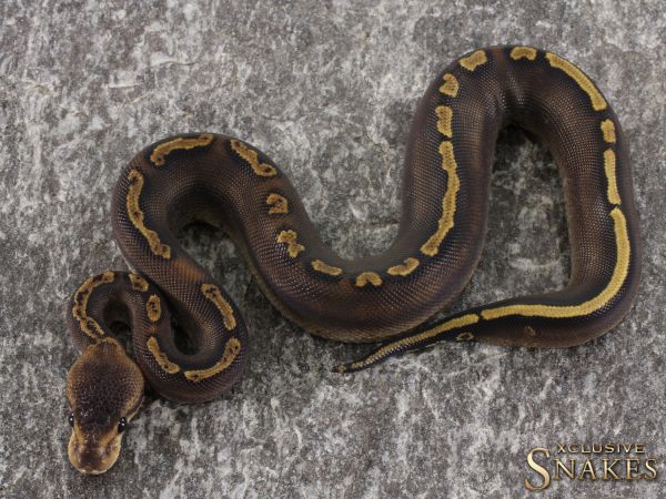 0.1 Black Pastel Wookie GHI pos Mojave or Mystik pos Yellow Belly or Gravel 50% het Clown 2021