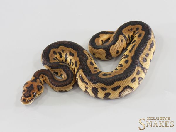 1.0 Het Red Axanthic Leopard Clown double het Hypo Desert Ghost 2026