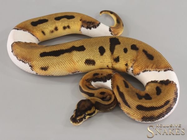 0.1 Orange Dream Leopard Piebald 66% het Desert Ghost 2024