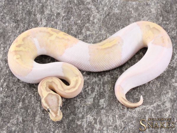 1.0 Pastel Banana Piebald 2021 (Female Maker)