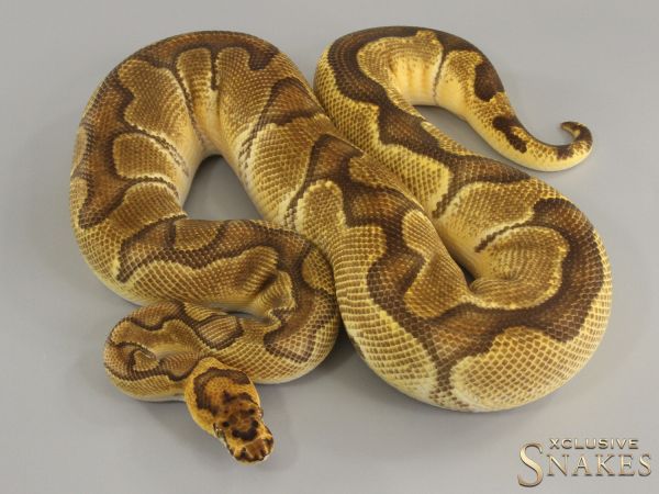 1.0 Enchi Orange Dream Clown het Hypo 2022