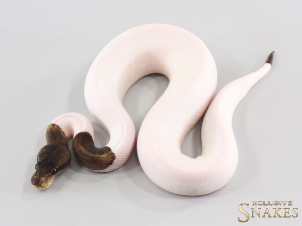 0.1 Copper Cinnamon GHI Piebald 2026