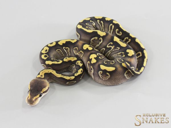 0.1 Wookie GHI Desert Ghost het Clown 2026