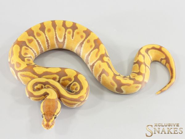 0.1 Red Stripe Enchi Ultramel het Clown 2026