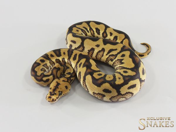 1.0 Gravel Spotnose Clown het Desert Ghost 2026
