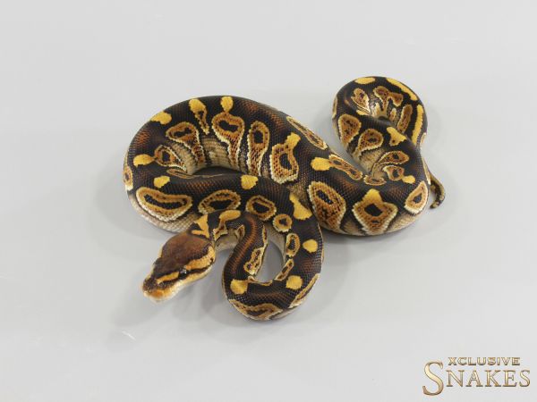 1.0 Wookie Special double het Hypo Clown 2026