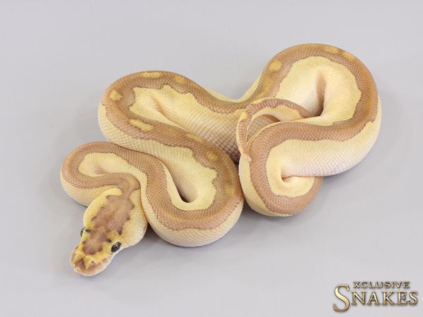 1.0 Butter Enchi Het Red Axanthic Clown het Desert Ghost 2023