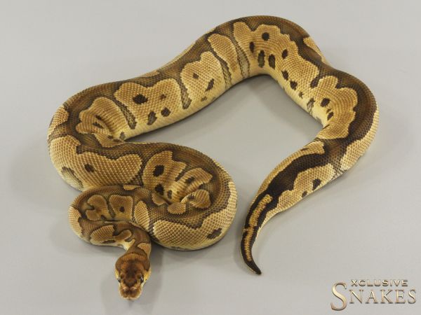 0.1 Clown het Lavender Albino 50% het Piebald 2022 (1220g @03/2024)