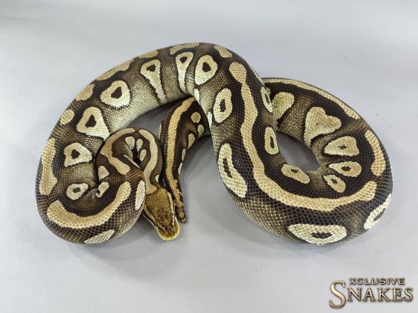 0.1 Pastel Mojave het Clown 2011