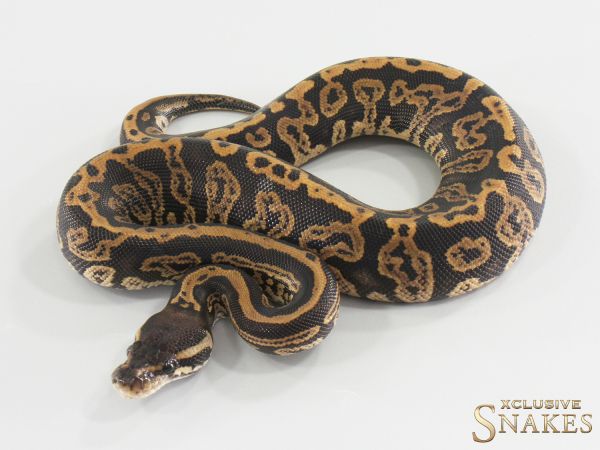 0.1 Black Pastel Confusion het Hypo 2026