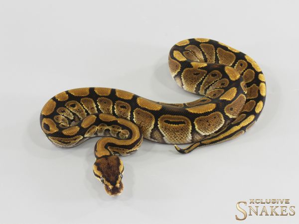 1.0 Red Stripe double het TSK Axanthic Clown 2026