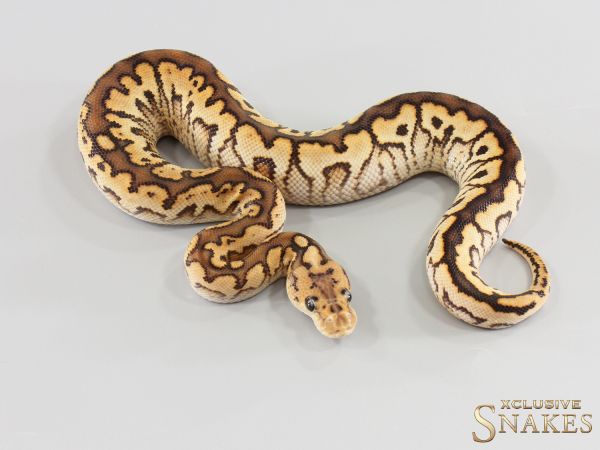 1.0 Spotnose Black Pastel Special Clown het Hypo 2026