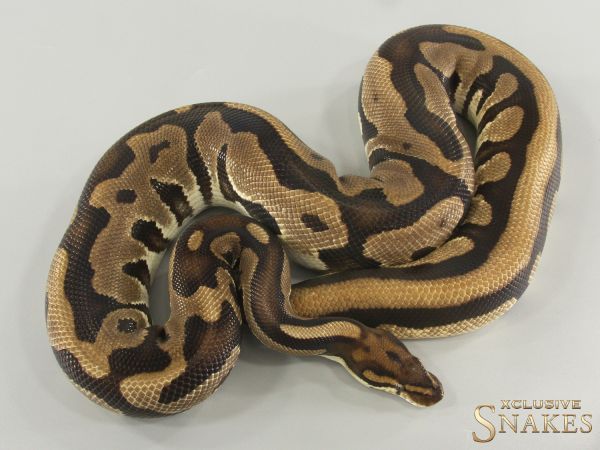 1.0 Leopard Orange Dream double het Ultramel Clown 2022