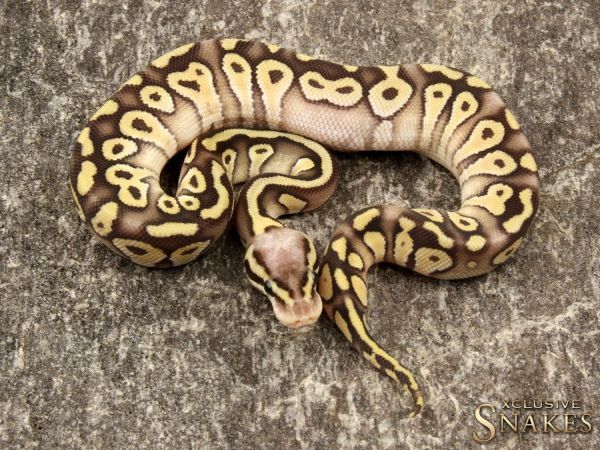 0.1 Super Pastel Mojave het Clown 2019