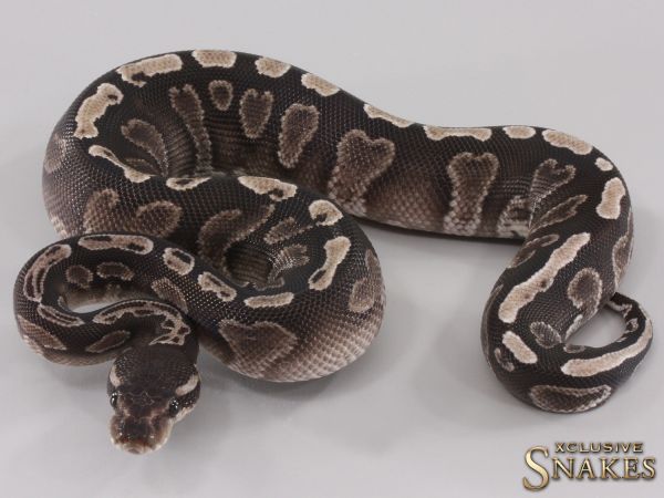 1.0 GHI Mystic Black Axanthic 2023