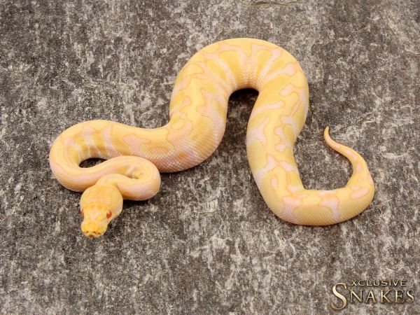 1.0 Enchi Albino 50% het Rainbow 2019