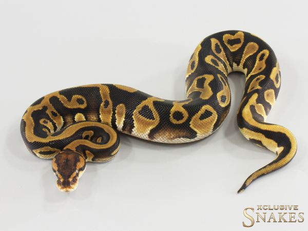 0.1 Wookie Leopard double het Desert Ghost Clown 2026
