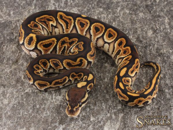 0.1 Black Pastel Special het Clown 2022