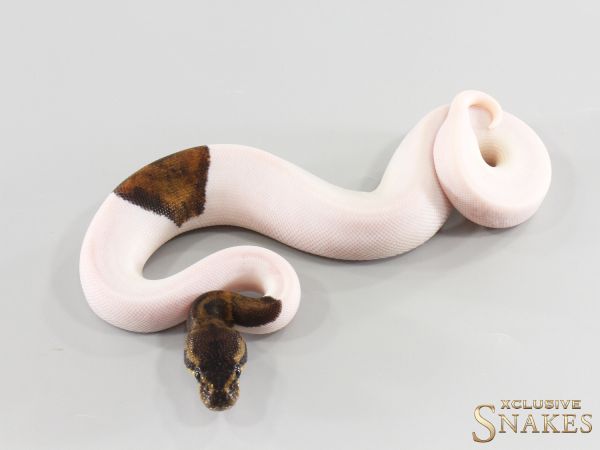 0.1 Copper Piebald het Lavender 2026
