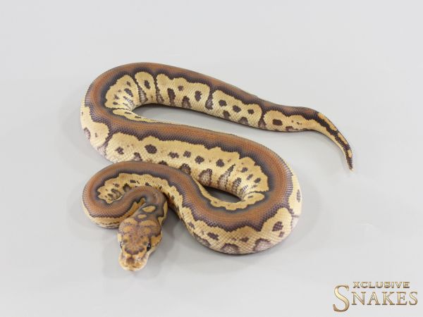 1.0 Het Red Axanthic Hypo Clown het Desert Ghost 2026