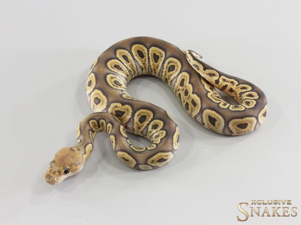1.0 GHI Het Red Axanthic Hypo Clown 2026