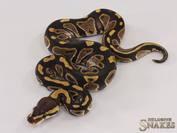 0.1 Black Head Chocolate het Clown 2023