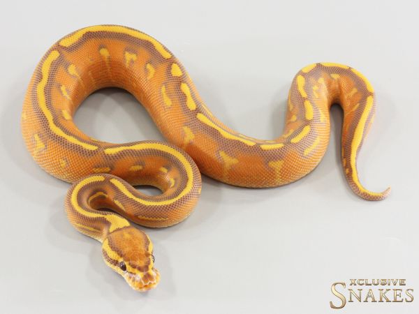 0.1 Super Gravel Ultramel het Clown 2026