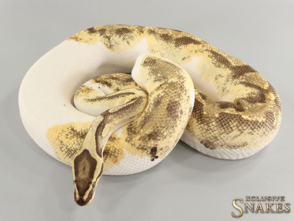 0.1 Enchi Fire Piebald 2016