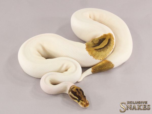 0.1 Special Enchi Piebald 2021 (1930g @03/2024)