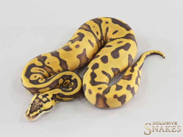 1.0 Pastel Enchi Leopard Hypo Desert Ghost het Clown 2026