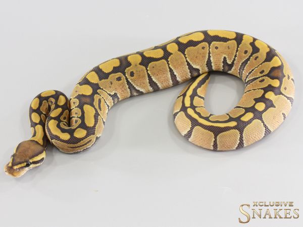 0.1 Hypo het Clown 2026